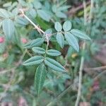 Rosa sempervirens Leaf