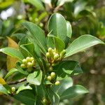 Symplocos costaricana Habit