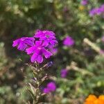 Verbena aristigera Кветка