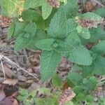 Teucrium hircanicum Leaf