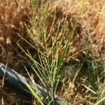 Leptochloa fusca Flower