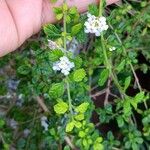 Lippia micromera Flower