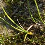 Eriophorum scheuchzeri Hoja