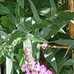 Lythrum salicaria Ліст