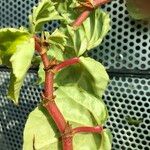 Begonia convolvulacea Frukt