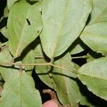 Rourea schippii Leaf