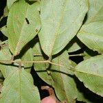 Rourea schippii Hoja