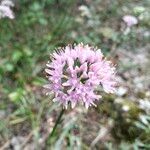 Allium lusitanicum Flor