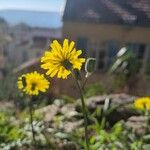 Sonchus tenerrimusFlower