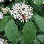 Cornus sanguineaപുഷ്പം