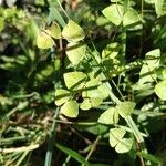 Euphorbia dulcis Hoja
