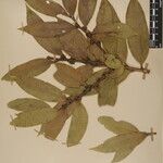 Ilex dipyrena Other