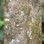 Elvasia elvasioides Bark