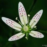 Saxifraga rotundifolia Flor
