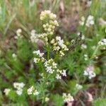 Galium albumBlüte