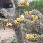 Cylindropuntia imbricataFlower