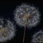 Agoseris retrorsa Fruit