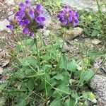 Prunella hastifolia Fula