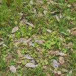 Dichondra carolinensis Feuille