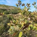 Betula humilis Folha