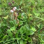 Pyrola rotundifolia Квітка