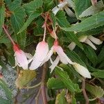 Begonia boliviensisКветка