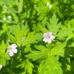 Geranium sibiricum Květ