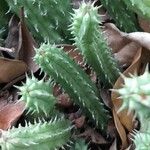 Huernia macrocarpa Lapas