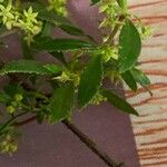 Rubia fruticosa Hoja