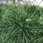 Tulbaghia violacea Çiçek