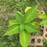 Brugmansia suaveolensΦύλλο