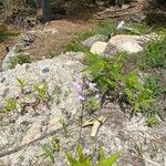 Nuttallanthus canadensis Fleur