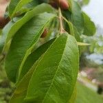 Prunus serotina Foglia