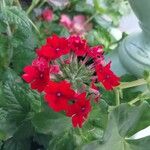 Verbena peruviana Flower