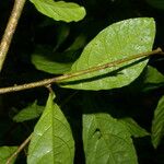 Adelia triloba Leaf