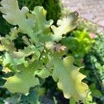 Quercus × rosacea Blad