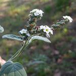 Heliotropium europaeum Kůra