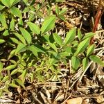 Nandina domesticaᱥᱟᱠᱟᱢ