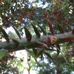 Araucaria bidwillii পাতা