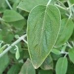Salvia discolor Hostoa