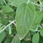 Salvia discolor Feuille