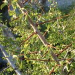Prunus cocomilia बार्क (छाल)