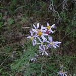 Galatella sedifoliaFlower