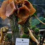 Hoodia gordonii Blüte
