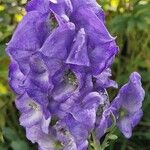 Aconitum variegatum Цвят