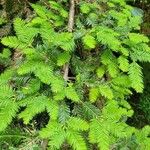 Sequoia sempervirens Foglia