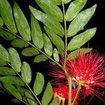 Calliandra haematocephala Flor