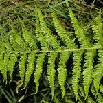 Dryopteris oreades 葉