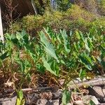 Colocasia esculentaHábito