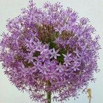 Allium nigrum Blomst